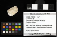 Foto (Objekt + Etiketten) von Eodromites sp. 